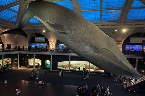 American Museum Natural History New York